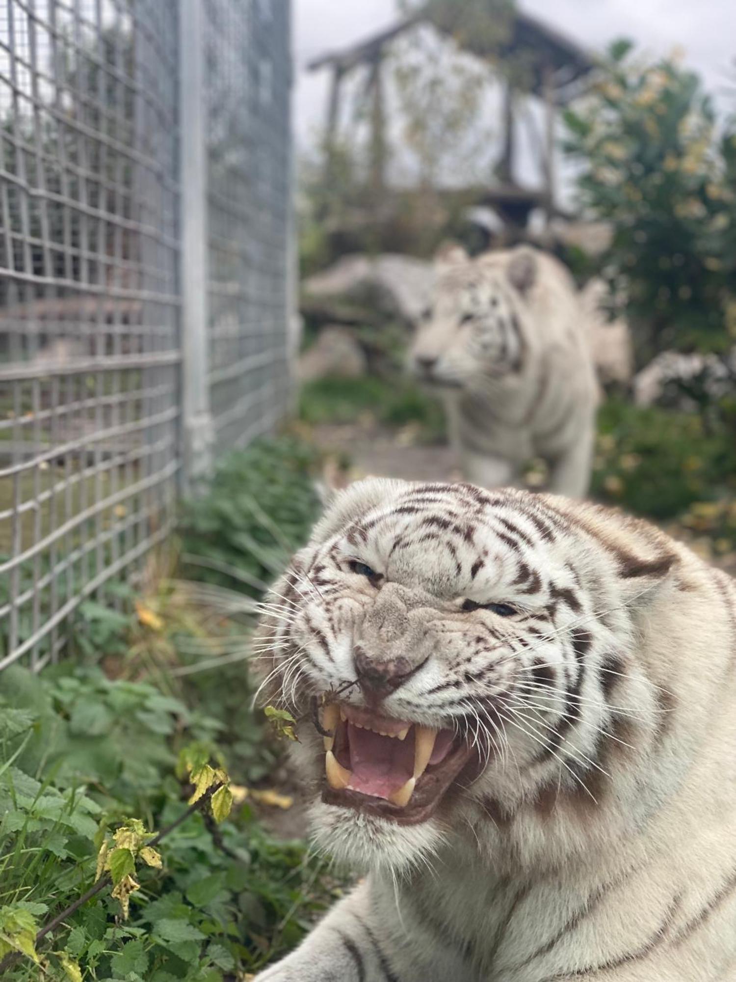Malkia Penzion Orechová Potôň エクステリア 写真