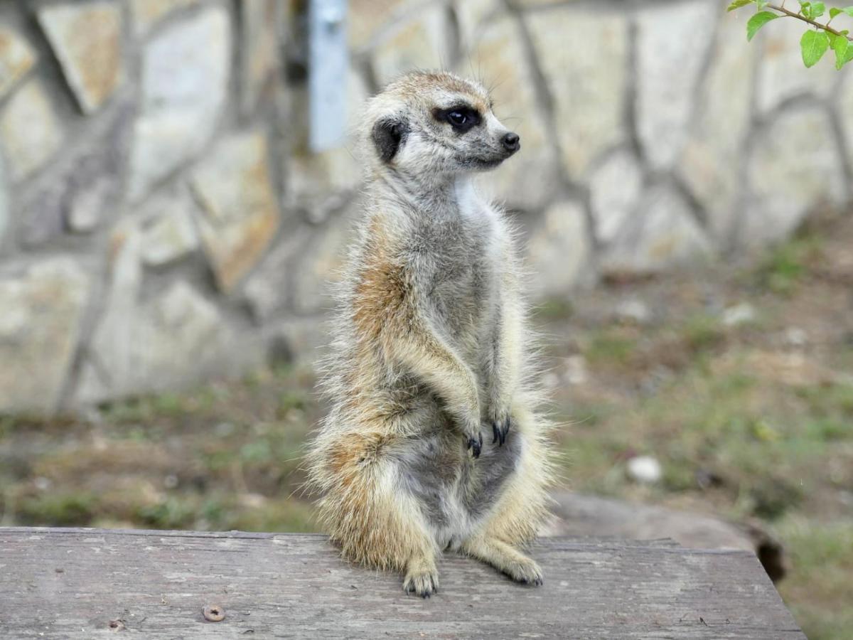Malkia Penzion Orechová Potôň エクステリア 写真